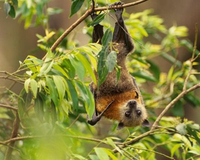 A man has died after contracting the first NSW case of Australian bat lyssavirus. Here’s everything you need to know about the deadly infection