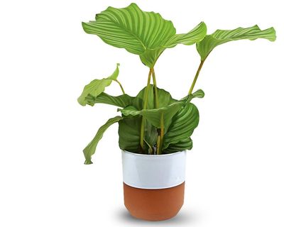 Houseplant clinic: should I mist my plants or not?