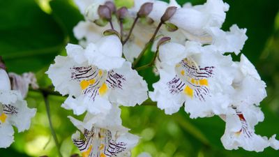 Best plants for silty soil – experts recommend 10 flowers, shrubs and trees that thrive in these conditions