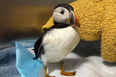Oona the puffin found in Hereford garden after being blown 100 miles from seaside nest