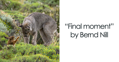 The German Society For Nature Photography Has Chosen The Best Wildlife Photographs In Europe (30 Pics)