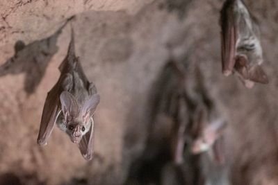 Australian man dies from rare infection caused by ‘rabies-like’ bat virus