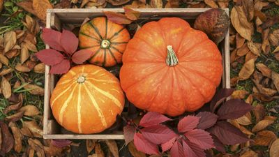 It's not too late to plant pumpkins in July in warmer zones, that will grow in time for Halloween and Thanksgiving
