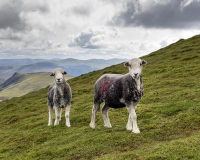 English farms could be taken out of food production to boost nature, says minister
