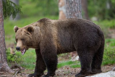 Bear drags motorcyclist down ravine and mauls him to death