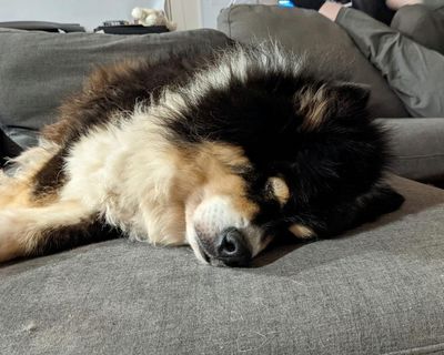 As I bade a final farewell to my stinky, slovenly dog, I wondered: did I ever truly know him?