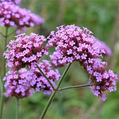 How to grow verbena – the best ways to plant, water and prune this drought-tolerant plant for beautiful sprays of flowers