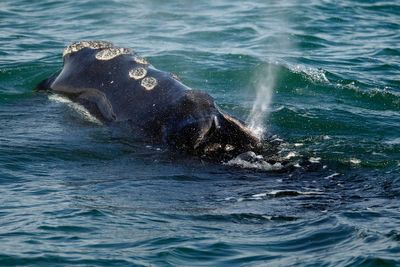 Canada to take steps to protect vanishing North Atlantic right whales from ships
