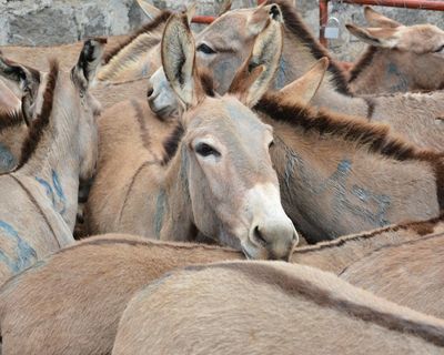 How the global trade in donkey skins threatens the lives of women and girls