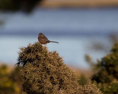 Dartford warblers on the Dorset oilfields