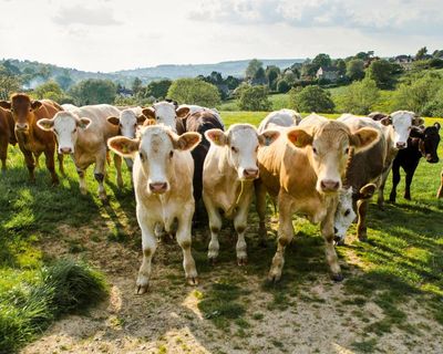 Extreme heatwaves may cause global decline in dairy production, scientists warn
