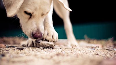 Why is my dog chewing on rocks? A vet explains this risky habit