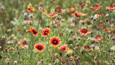 How to deadhead blanket flowers – to unleash their full flowering potential for limitless color and vigor