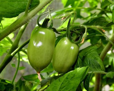 Country diary: An extension to the house? Or the garden?