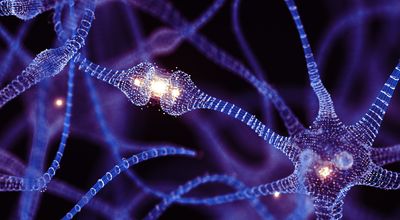 Can adults make new brain cells? New study may finally settle one of neuroscience's greatest debates