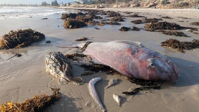 Algal bloom turns coast into a 'marine graveyard'