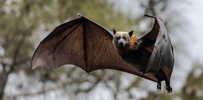 Lyssavirus is rare, but deadly. What should you do if a bat bites you?