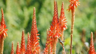 6 plants to never, ever grow in a wildfire risk area, plus the best fire-resistant alternatives