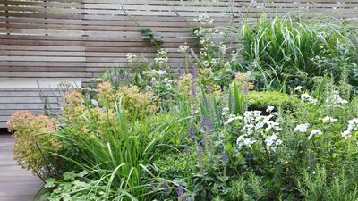 I gardened professionally for a decade, and if I were starting my garden from scratch, these are the 7 game-changing plants I'd begin with