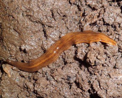 Pot-plant trade is ‘hitchhiker pathway’ for invasive flatworms, say UK experts