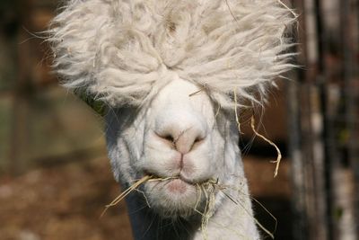 MPs back move to protect llamas and alpacas from dog attacks