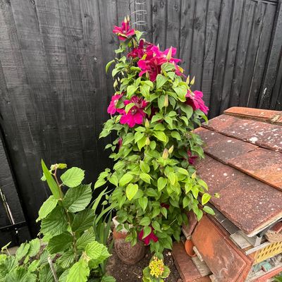My mum used this £12 childhood toy to grow clematis, and the results were impressive – and fast!