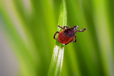 Fears over rising tick numbers and Lyme disease spread across Northeast