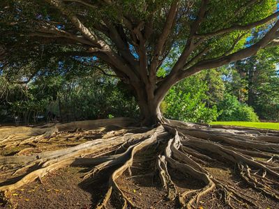 Why More Homeowners Are Getting Sued Over Tree Roots