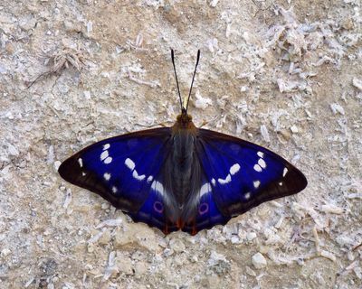 Rare butterfly hits purple patch at Sussex rewilding project