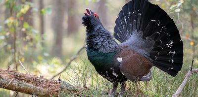 A surprisingly effective way to save the capercaillie: keep its predators well-fed – new research