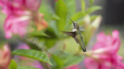 Do hummingbirds like mandevilla? Discover why this tropical climber is a beacon for wildlife