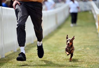 What are the most popular dog names? Oasis tour sparks rise in pups being called Noel or Liam
