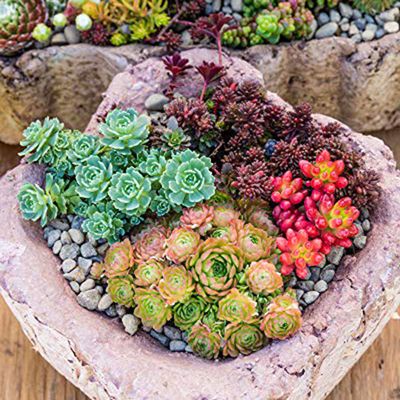6 hardy succulents you can grow outside all year round – even in the UK