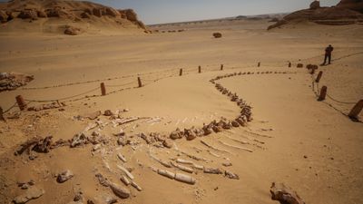 Whale Valley: The whale graveyard in the Sahara desert that shows they once had feet and toes