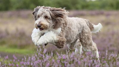 Aussiedoodles are highly trainable, energetic dogs that absolutely love being around people