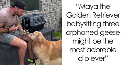 Maya The Golden Retriever Takes On Babysitting Duty For Orphaned Geese, Netizens Can’t Get Enough