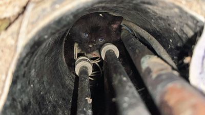 Kittens rescued from boiling water pipes recovering at rescue center are ‘doing well’