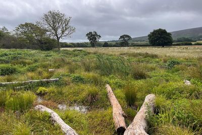 Beavers and river restoration boost resilience to drought, conservationists say