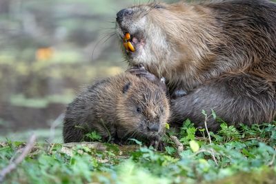 How beavers could become key to preventing droughts