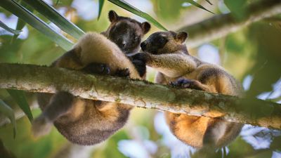 "My favorite telephoto lens is the Sony 400mm GM – a phenomenal piece of glass," says pro wildlife photographer