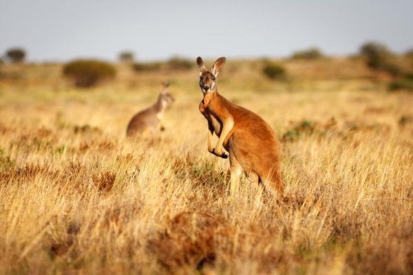 Wild kangaroo harvests are labelled ‘needlessly cruel’ by US lawmakers – but backed by Australian conservationists
