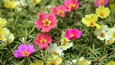 Do you need to deadhead portulaca? They may be self-cleaning plants, but there are big benefits to pinching off blooms