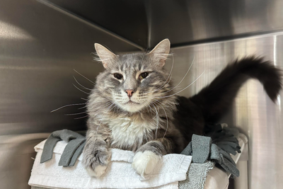 ‘Needy’ cat returned to shelter after surviving Los Angeles wildfire finds a new home