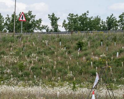 How a £1.5bn ‘wildlife-boosting’ bypass became an environmental disaster