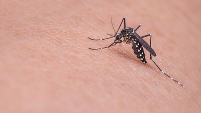 Mosquito-borne diseases are a growing problem in Europe. How can they be kept in check?