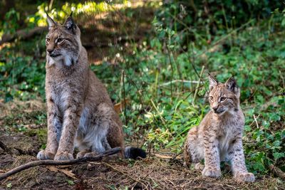 Voices: Releasing lynx into the wild would be disastrous for Britain’s farmers