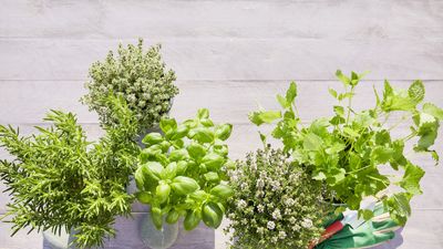 I’ve come up with a clever way to cover my bare fence instantly – and create a vertical kitchen garden that tastes as good as it looks