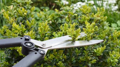 Prune these plants in July before it is too late – 7 flowers and shrubs you must trim now before the midsummer pruning window ends