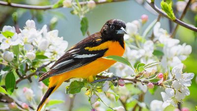 How to attract orioles to your yard – 4 expert suggestions on what food to provide to welcome these vibrant creatures