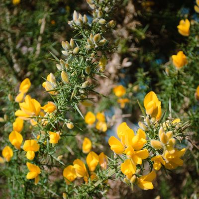 This is how often you should be watering drought-tolerant plants in the garden, according to experts